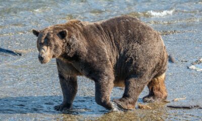 Un événement violent s'est produit sur le livestream de Fat Bear en Alaska