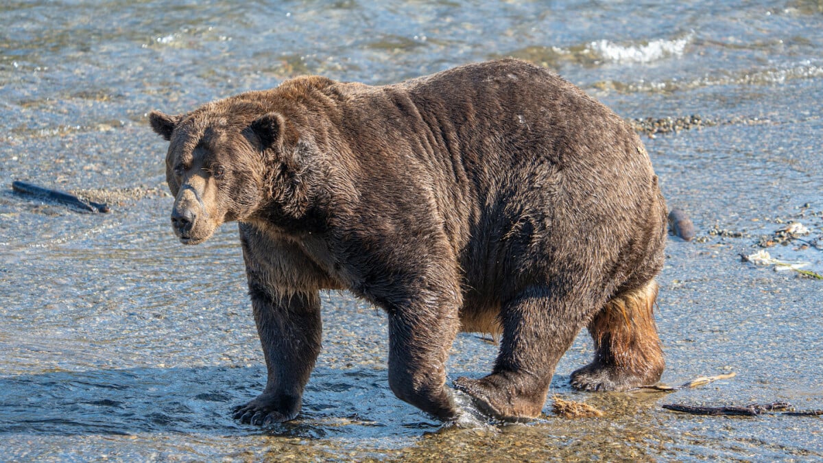 Un événement violent s'est produit sur le livestream de Fat Bear en Alaska