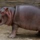 Internet est tombé amoureux du bébé hippopotame Moo Deng