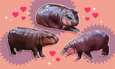 Pourquoi nous sommes tous amoureux d'un petit hippopotame nommé Moo Deng