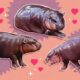 Pourquoi nous sommes tous amoureux d'un petit hippopotame nommé Moo Deng