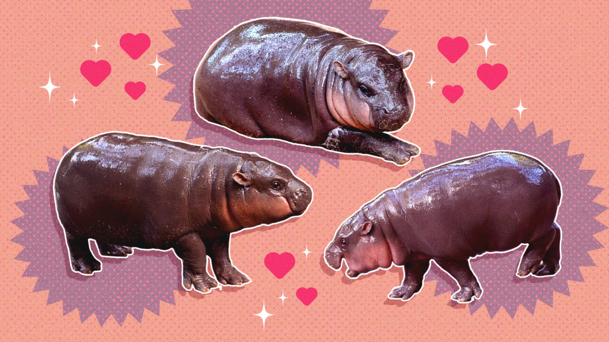 Pourquoi nous sommes tous amoureux d'un petit hippopotame nommé Moo Deng