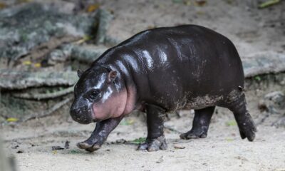 "Qui Deng?" Rencontrez Haggis, la nouvelle sensation hippopotame du zoo d'Édimbourg