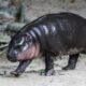 "Qui Deng?" Rencontrez Haggis, la nouvelle sensation hippopotame du zoo d'Édimbourg