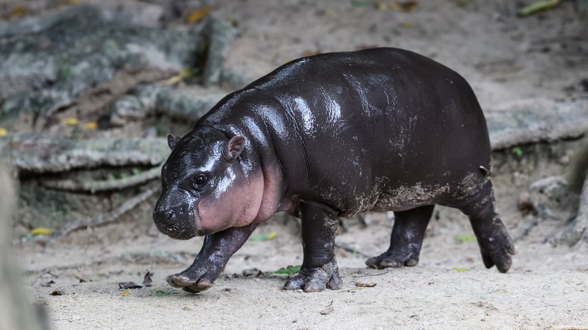 "Qui Deng?" Rencontrez Haggis, la nouvelle sensation hippopotame du zoo d'Édimbourg