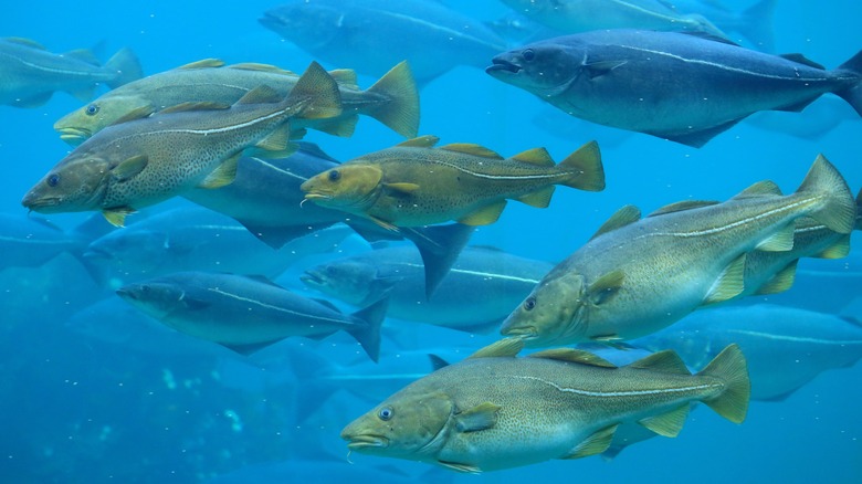 un groupe de morue franche vert pâle nageant ensemble sous l'eau