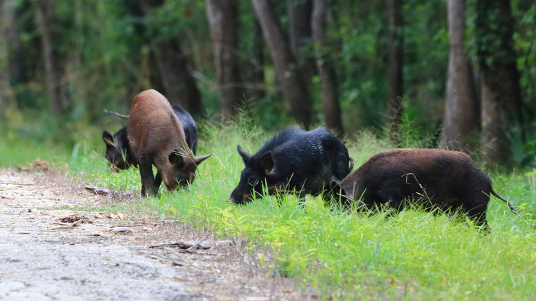 Des porcs sauvages paissent sur un sentier de randonnée au Texas