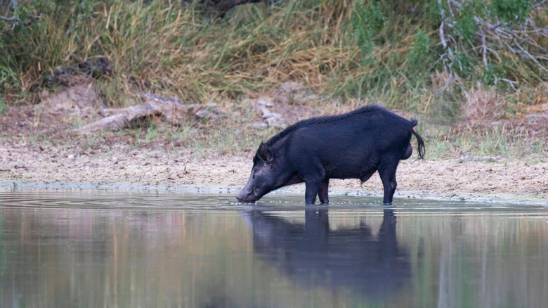 Un gros porc sauvage noir boit dans un étang au Texas