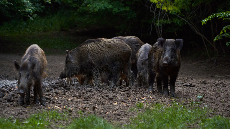 Un troupeau de porcs sauvages se tient dans une forêt