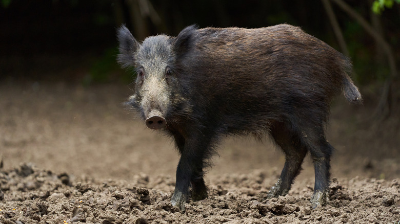 Un porc sauvage est représenté debout sur la terre dans la forêt