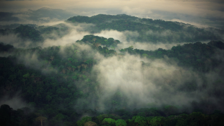 Une vue aérienne des collines boisées tropicales parmi la brume