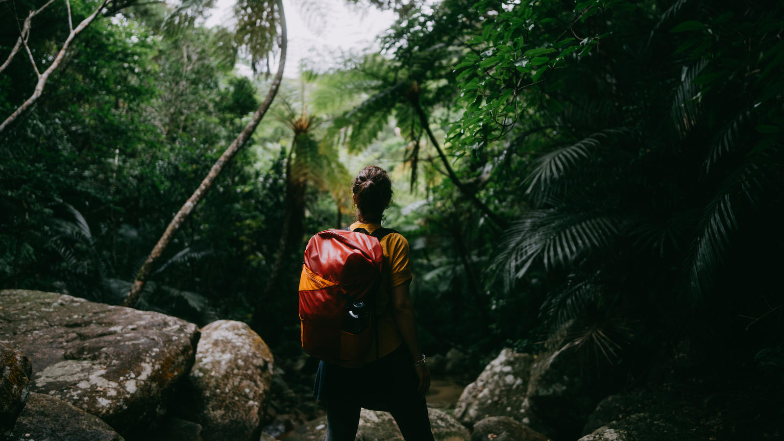 Des données climatiques alarmantes découvertes lors de l’étude des forêts tropicales