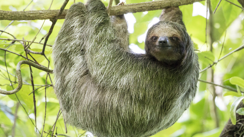 Un paresseux pendu à une branche au Costa Rica