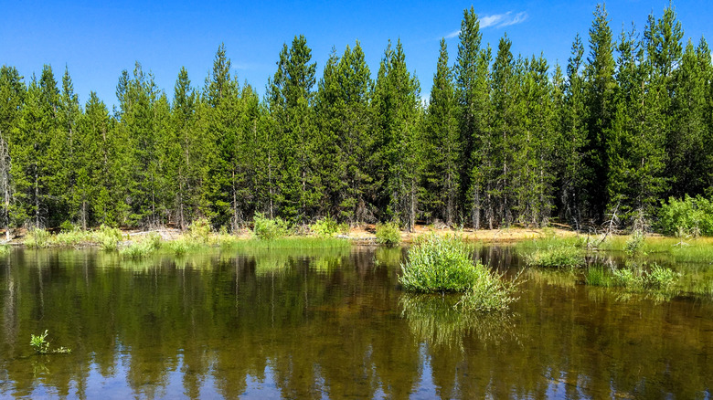 Les rives du lac Crescent dans la forêt nationale de Deschutes, Oregon