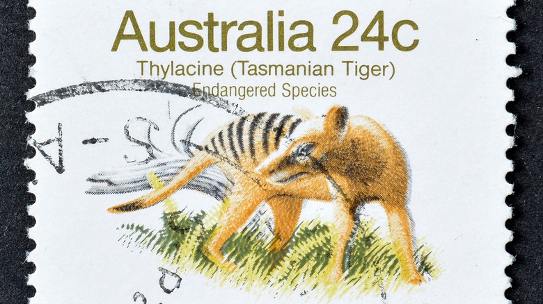 Un timbre-poste australien montre un dessin d'un thylacine, ou tigre de Tasmanie