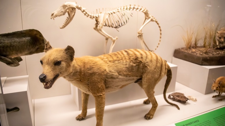 Un modèle de thylacine, ou tigre de Tasmanie, se trouve dans une vitrine de musée