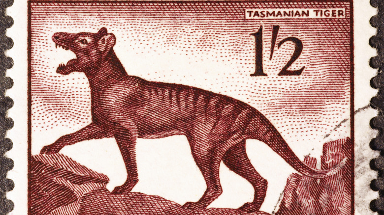 Un thylacine, ou tigre de Tasmanie, est représenté sur un timbre-poste australien