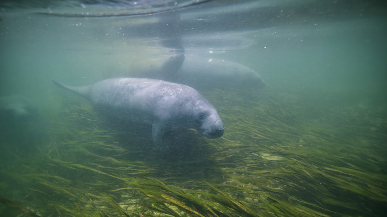 Un lamantin nage dans les eaux claires de Wakulla Springs