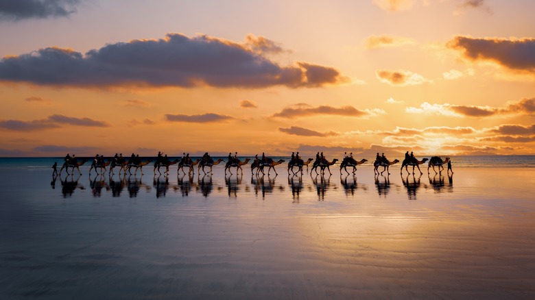 chameaux sur la plage au coucher du soleil