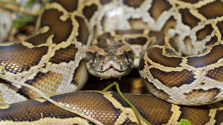 Un gros plan montre un python birman enroulé regardant directement la caméra