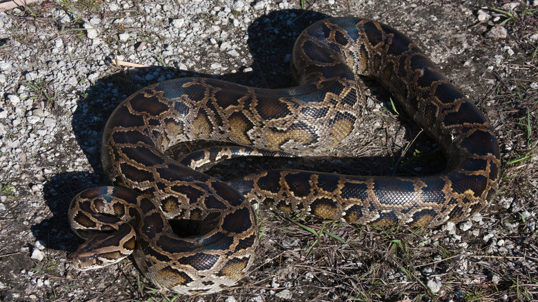 Un python birman au sol dans le sud de la Floride