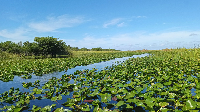 Zones humides des Everglades de Flordia sous un ciel bleu