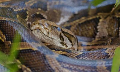 Les espèces envahissantes qui détruisent les Everglades de Floride