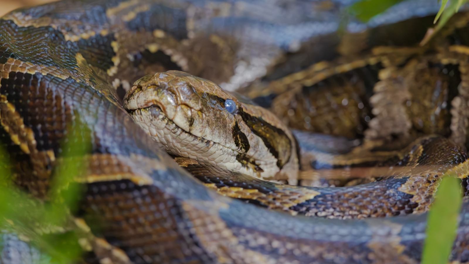 Les espèces envahissantes qui détruisent les Everglades de Floride