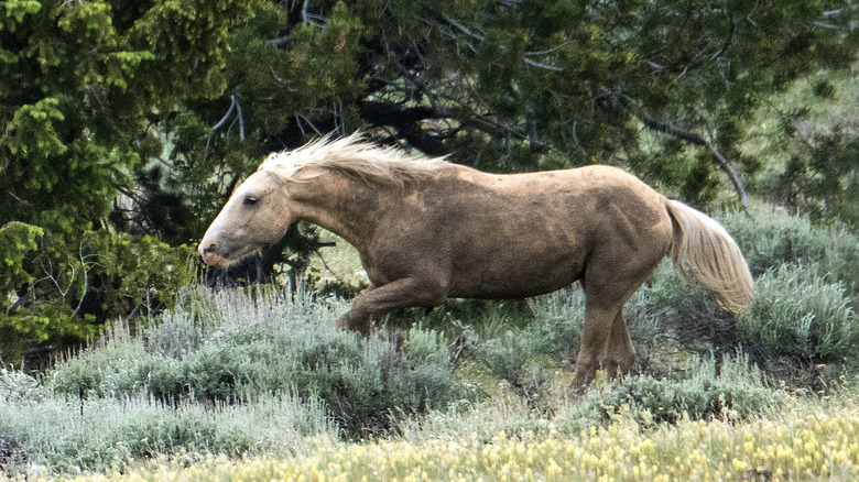 cheval sauvage près du lac Flathead dans le Montana