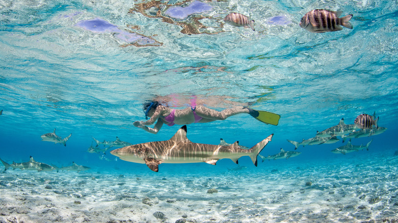 femme plongeant avec des requins en Polynésie française