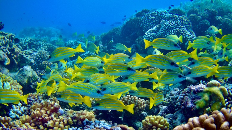 Plongée sous-marine sur la vie marine à Fakarava