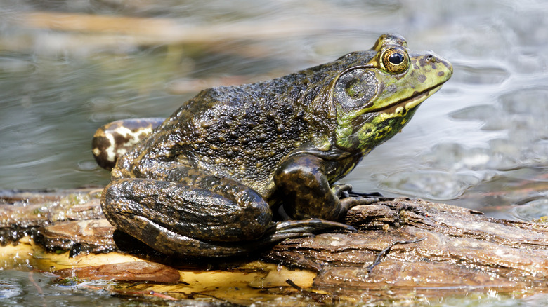 Grenouille ouaouaron perchée sur une bûche