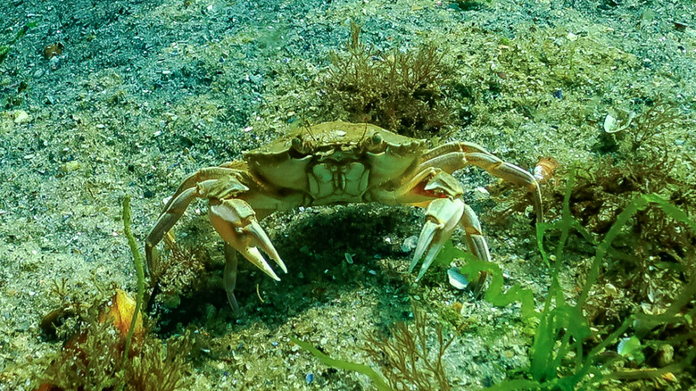 Crabe vert européen sous l'eau