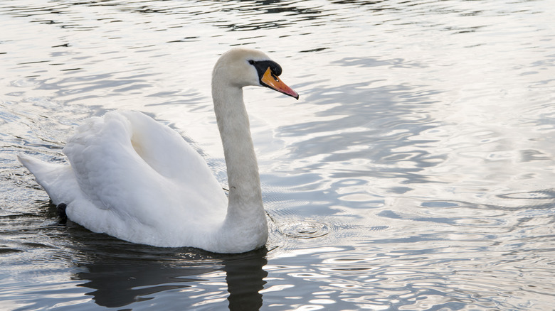 Cygne tuberculé nageant dans le lac