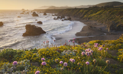 5 espèces envahissantes qui font des ravages en Californie