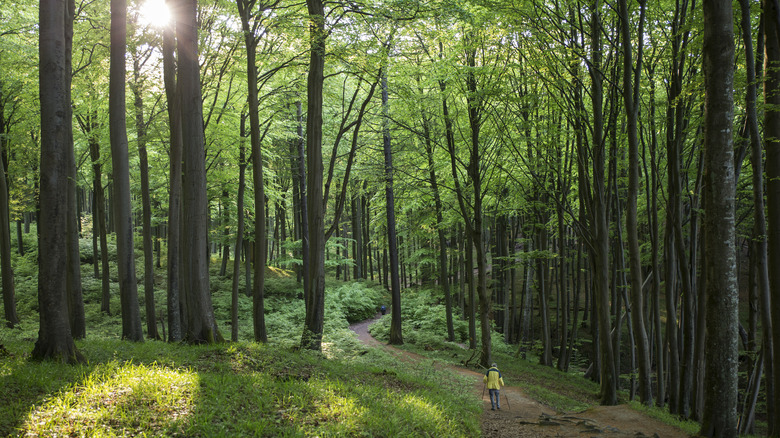 Personne qui marche dans la forêt du parc national de Jasmund