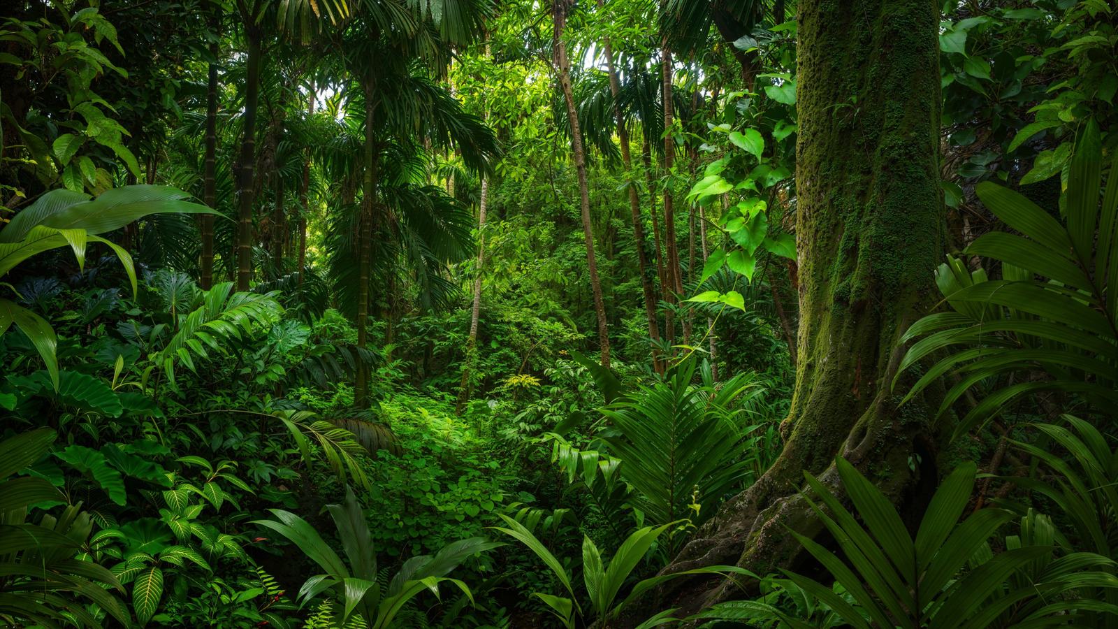 Le plus grand parc national de l'Équateur est la destination la plus biologiquement diversifiée au monde