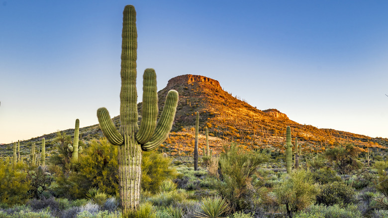 Désert de Sonora, montagnes de cactus saguaro, lever du soleil