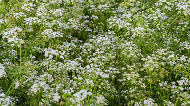 Un buisson de pruche empoisonnée est représenté avec ses fleurs blanches en fleurs