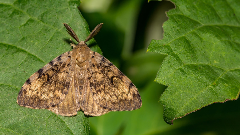 Un papillon spongieux se trouve sur une feuille verte