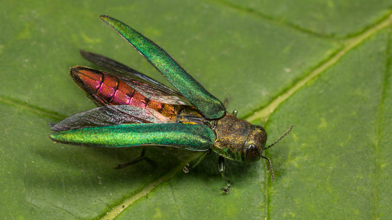 Un agrile du frêne est représenté avec les ailes ouvertes sur une feuille