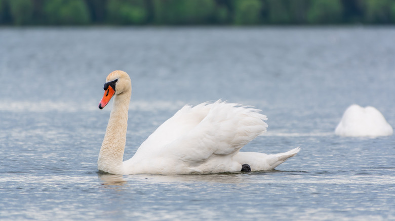 Un cygne tuberculé, alias cygne blanc, se trouve à la surface d'un lac