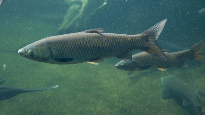 Des carpes herbivores sont représentées nageant sous l'eau