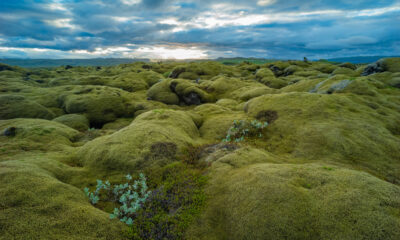 Une erreur courante liée à la mousse est l'une des pires choses que font les touristes en Islande