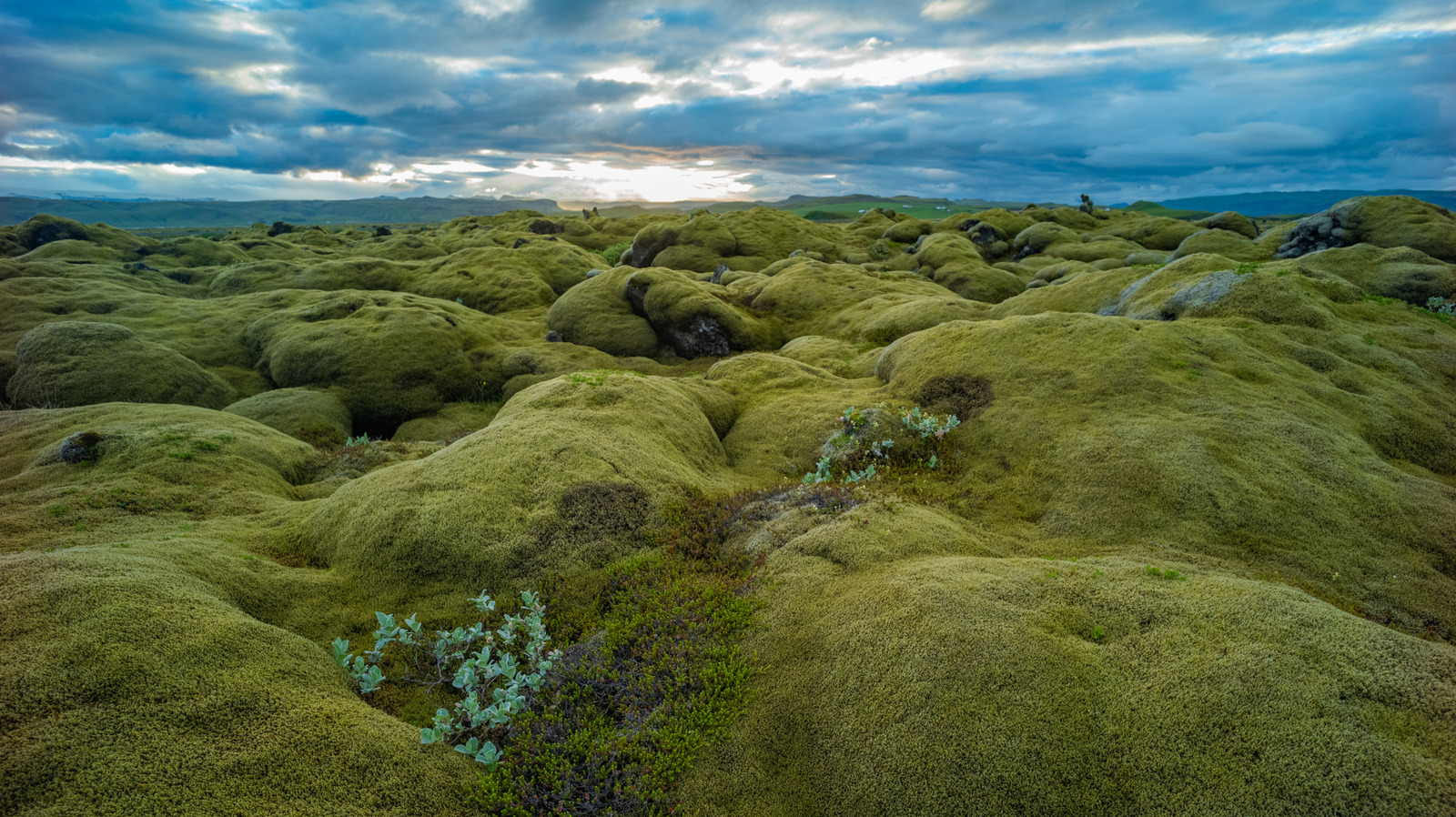 Une erreur courante liée à la mousse est l'une des pires choses que font les touristes en Islande