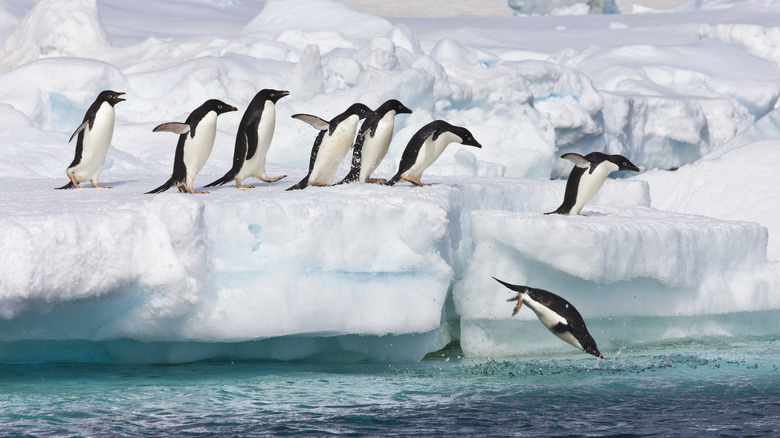 Les pingouins sautent dans la mer depuis la glace