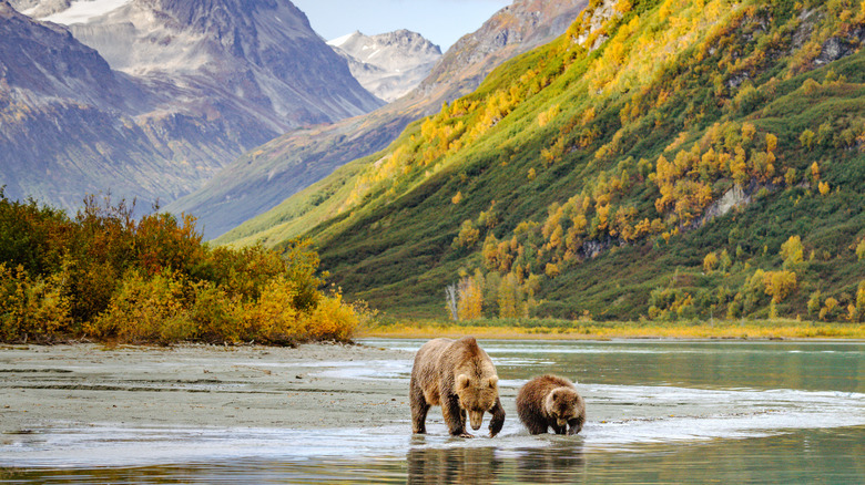 Grizzlis debout dans une rivière peu profonde