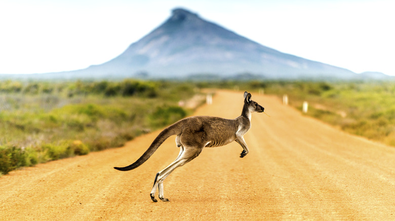 Un kangourou traverse un chemin de terre