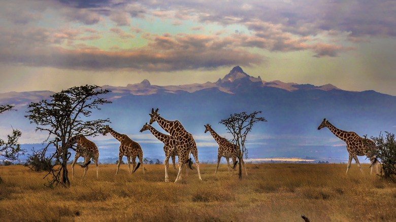 Un troupeau de girafes marchant dans une savane