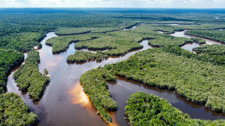 Les rivières se croisent dans les zones de forêt tropicale